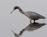Heron, Little Blue
