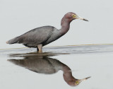 Little Blue Heron