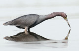 Little Blue Heron