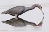 Little Blue Heron