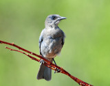 Jay, Pinyon