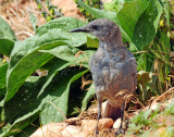 Jay, Pinyon