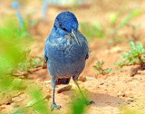 Jay, Pinyon