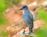 Jay, Pinyon