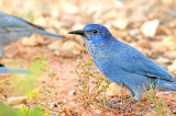 Jay, Pinyon