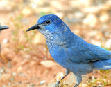 Jay, Pinyon