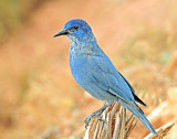 Jay, Pinyon