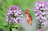 Hummingbird, Rufous