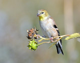 Goldfinch, American (non-breeding)