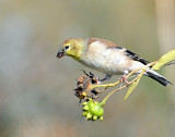 Goldfinch, American (non-breeding)