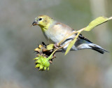 Goldfinch, American (non-breeding)