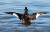 Scoter, White-winged