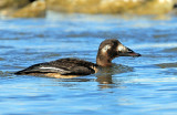 Scoter, White-winged