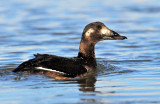 Scoter, White-winged