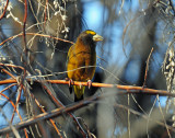 Grosbeak, Evening