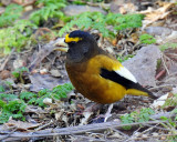 Grosbeak, Evening