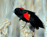 Blackbird, Red-winged