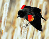 Blackbird, Red-winged