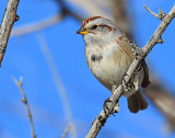 Sparrow, American tree