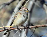 Sparrow, American tree