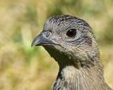 Partridge. Grau 594006840 10.jpg