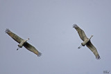 Grues du Canada - Sandhill cranes