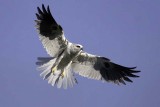 White-tailed Kite