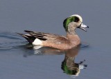 American Wigeon