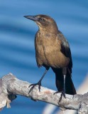 Great-tailed Grackle