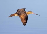 Marbled Godwit