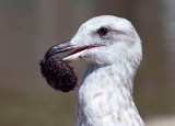 California Gull