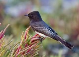 Black Phoebe