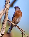 Western Bluebird