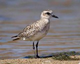 Black-bellied Plover