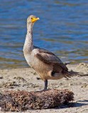 Doubled-crested Cormorant (Juvenal)