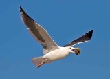 California Gull