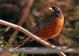American Robin