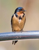 Barn Swallow