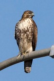 Red-tailed Hawk (juvenile)