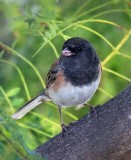 Dark-eyed Junco (Oregon)