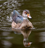 Wood Duck