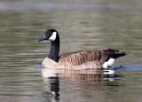 Canada Goose