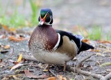 Wood Duck (M)