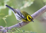 Yellow-rumped Warbler