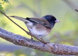 Dark-eyed Junco (Oregon)