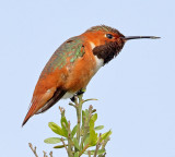Allen's Hummingbird