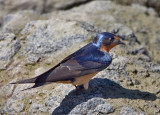 Barn Swallow