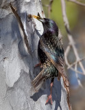 European Starling