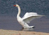 Mute Swan