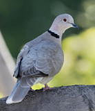 Eurasian Collared-Dove